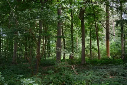 Sterrebos