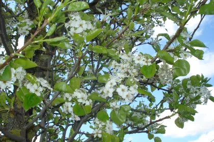 Bigger view of Bloesems fruitboom