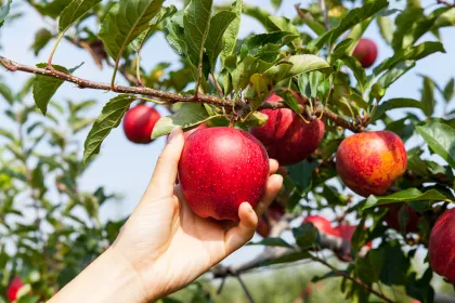Bigger view of Appel plukken in fruitboomgaard