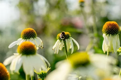 Bigger view of Bloemen biodiversiteit
