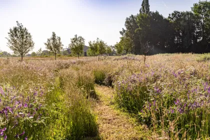 Bigger view of Pluktuin wilde bloemen